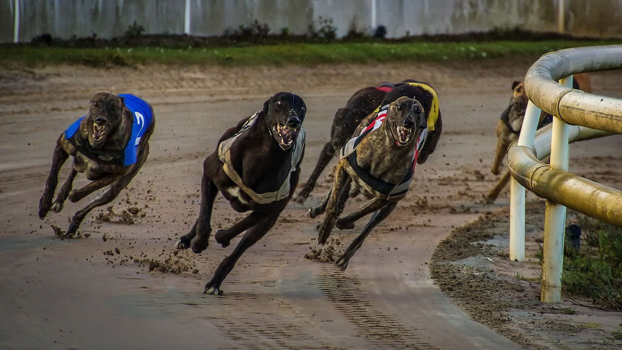 greyhound betting